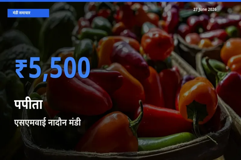 टॉप मंडी बना एसएमवाई नादौन! पपीता के सबसे ऊँचे दाम यहीं दर्ज