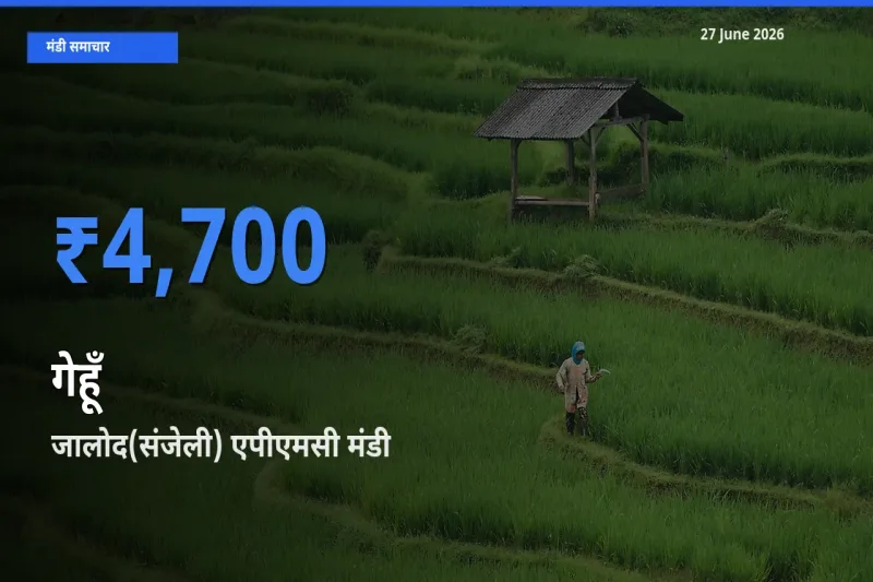27 June अपडेट: गेहूँ के सबसे ऊँचे दाम जालोद(संजेली) एपीएमसी मंडी में