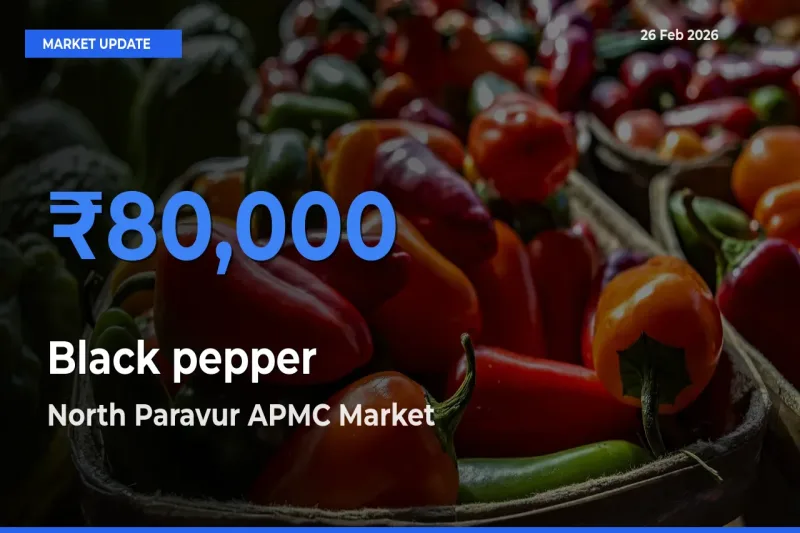 Top Performer! North Paravur APMC Offers Best Black pepper Price Today