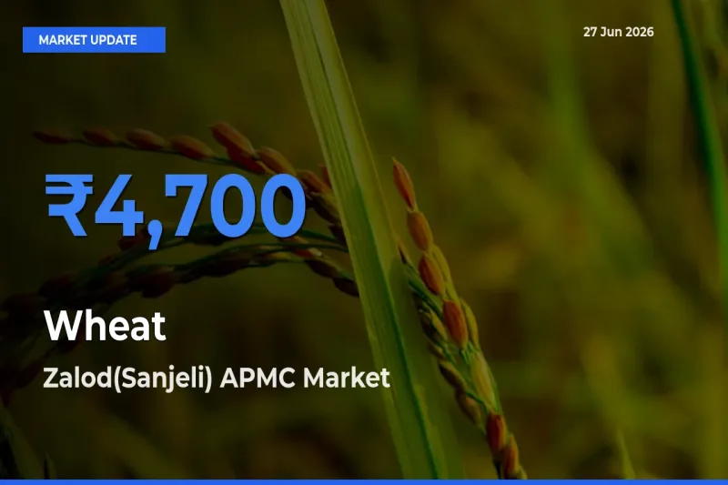 Zalod(Sanjeli) APMC Records Highest ₹4,700 Rate for Wheat