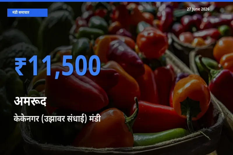 टॉप मंडी बना केकेनगर (उझावर संधाई)! अमरूद के सबसे ऊँचे दाम यहीं दर्ज