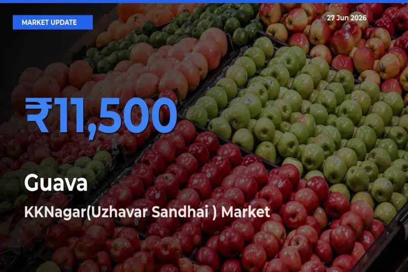 KKNagar(Uzhavar Sandhai ) Records Highest ₹11,500 Rate for Guava