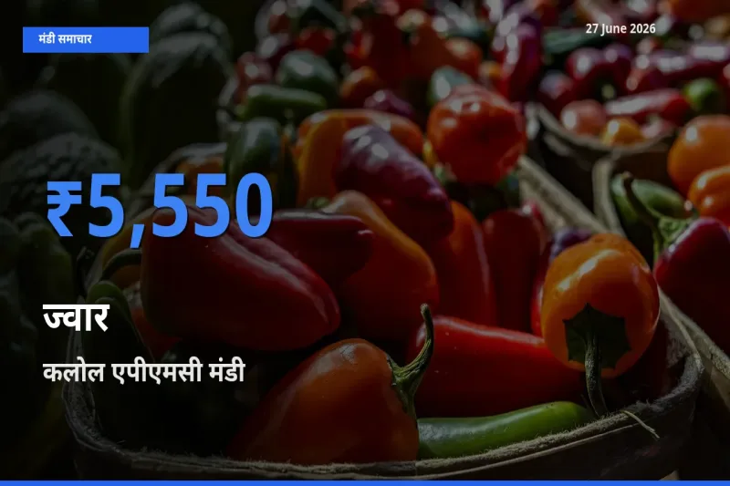 आज ज्वार के सबसे ज़्यादा दाम कलोल एपीएमसी मंडी में दर्ज