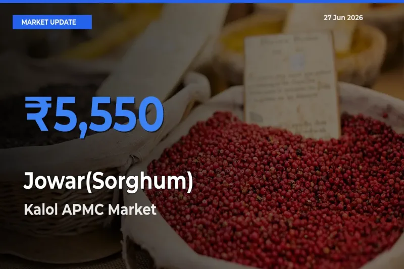Market Watch: Kalol APMC Becomes Top Mandi for Jowar(Sorghum)