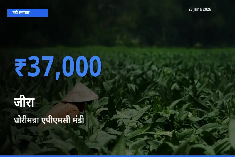 27 June अपडेट: जीरा के सबसे ऊँचे दाम धोरीमन्ना एपीएमसी मंडी में