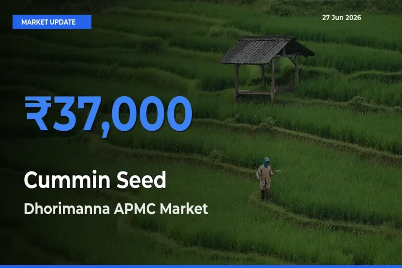 Dhorimanna APMC Offers ₹37,000 – Highest Cummin Seed Rate Today