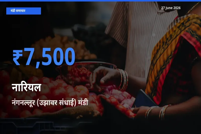 नंगनल्लूर (उझावर संधाई) मंडी में नारियल ₹7,500 पर पहुँचा – आज का सर्वोच्च भाव
