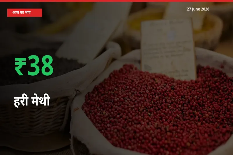 आज का मंडी भाव: हरी मेथी के दाम मंडी में 37.64% ऊपर