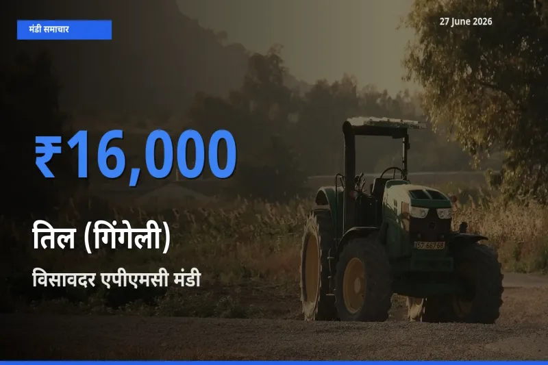 विसावदर एपीएमसी में तिल (गिंगेली) का आज सबसे ऊँचा भाव