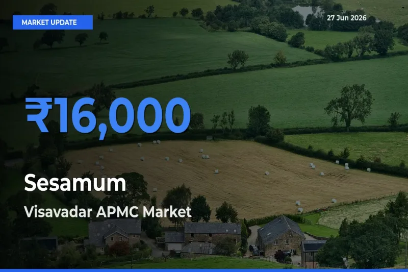 Visavadar APMC Leads as Top Mandi for Sesamum Prices