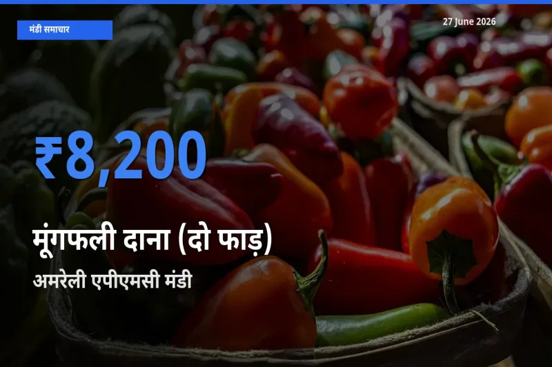 अमरेली एपीएमसी मंडी में मूंगफली दाना (दो फाड़) ₹8,200 पर पहुँचा – आज का सर्वोच्च भाव