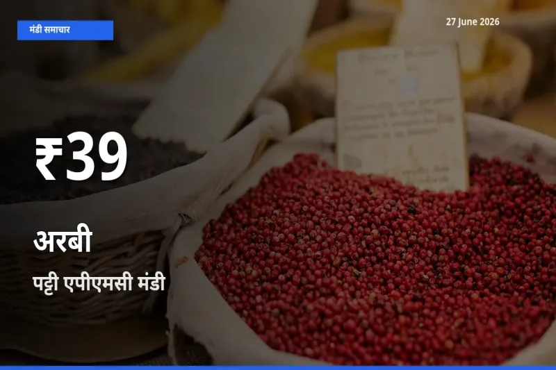 पट्टी एपीएमसी में अरबी ₹39 पर गिरा – 30 दिन का न्यूनतम भाव