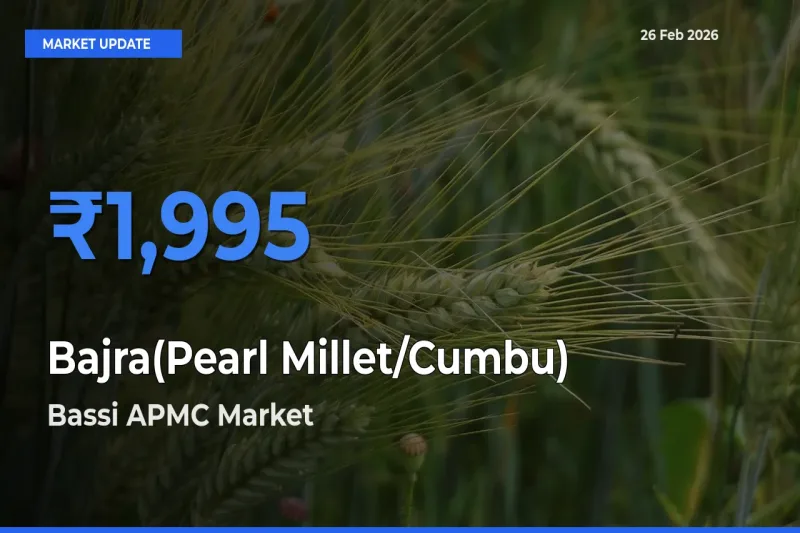 Bassi APMC Tops Bajra(Pearl Millet/Cumbu) Mandi Rates Today