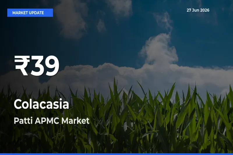 Colacasia Hits 30-Day Low in Patti APMC