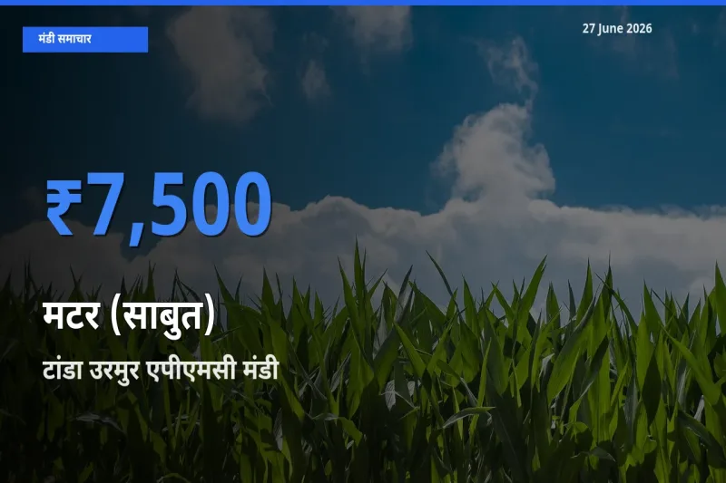आज मटर (साबुत) के सबसे ज़्यादा दाम टांडा उरमुर एपीएमसी मंडी में दर्ज