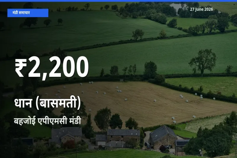 धान (बासमती) के दाम 30 दिनों के सबसे निचले स्तर पर, बहजोई एपीएमसी
