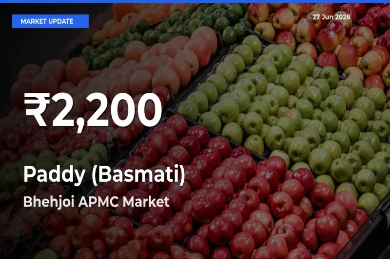 Paddy (Basmati) Falls to ₹2,200 in Bhehjoi APMC – 30-Day Lowest Rate