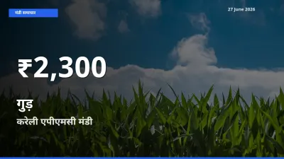 आज का मंडी भाव: करेली एपीएमसी में गुड़ 30 दिन के सबसे कम स्तर पर