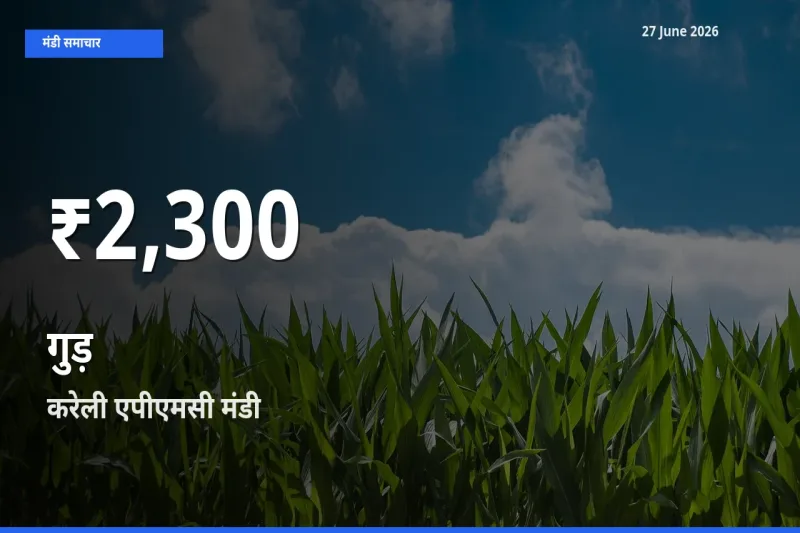 आज का मंडी भाव: करेली एपीएमसी में गुड़ 30 दिन के सबसे कम स्तर पर