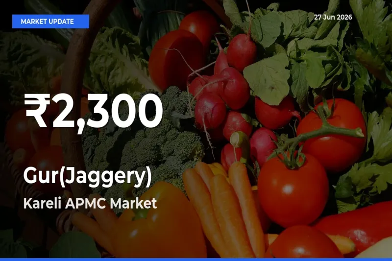 Big Drop! Gur(Jaggery) Slides to 30-Day Low at Kareli APMC