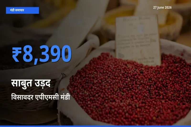 बाज़ार संकेत: विसावदर एपीएमसी बना साबुत उड़द के लिए आज की टॉप मंडी