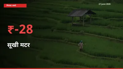 अचानक झटका! मंडी में सूखी मटर के दाम 28.18% टूटे