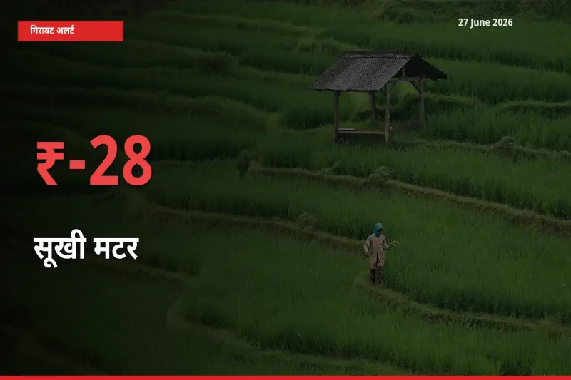 अचानक झटका! मंडी में सूखी मटर के दाम 28.18% टूटे