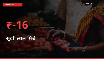 अचानक झटका! मंडी में सूखी लाल मिर्च के दाम 16.27% टूटे