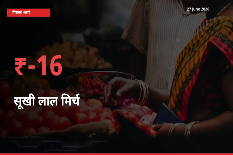 अचानक झटका! मंडी में सूखी लाल मिर्च के दाम 16.27% टूटे