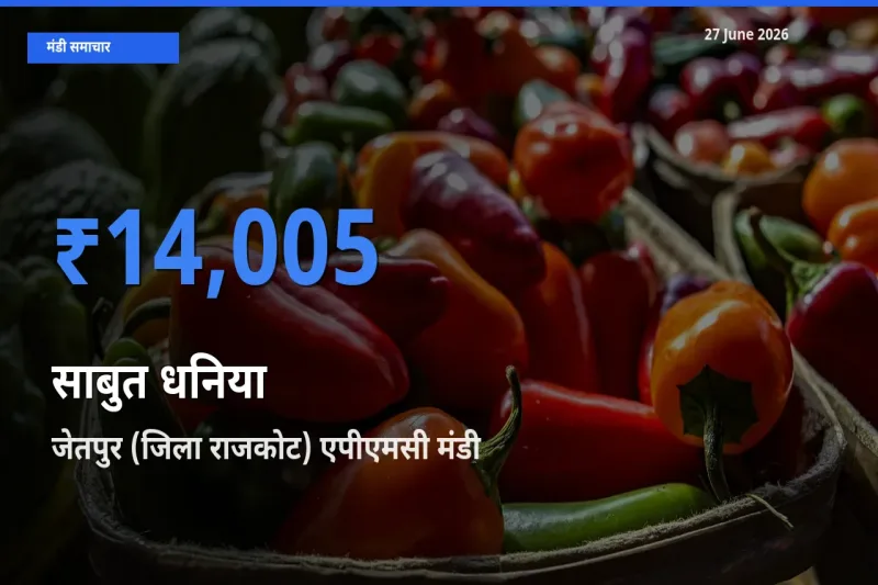 टॉप मंडी बना जेतपुर (जिला राजकोट) एपीएमसी! साबुत धनिया के सबसे ऊँचे दाम यहीं दर्ज