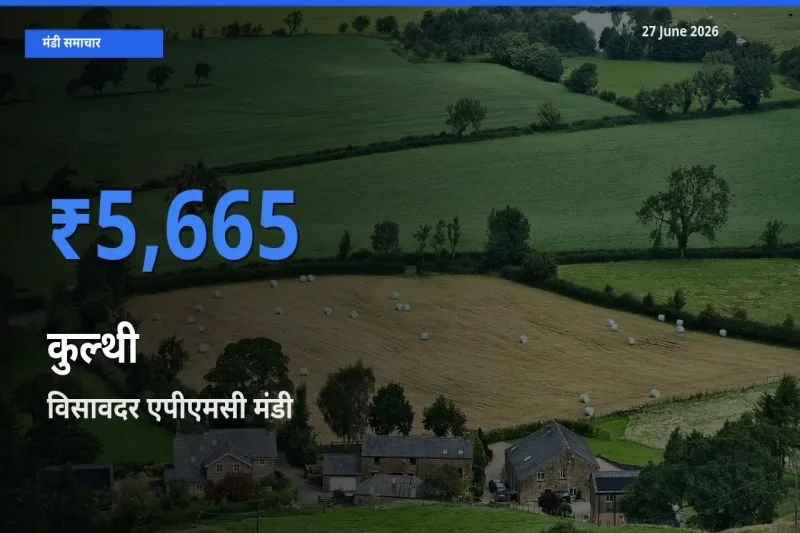 27 June अपडेट: कुल्थी के सबसे ऊँचे दाम विसावदर एपीएमसी मंडी में