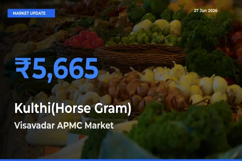 Visavadar APMC Records Highest ₹5,665 Rate for Kulthi(Horse Gram)