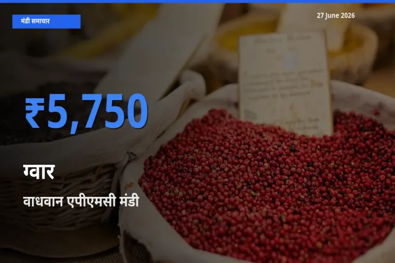 आज ग्वार के सबसे ज़्यादा दाम वाधवान एपीएमसी मंडी में दर्ज