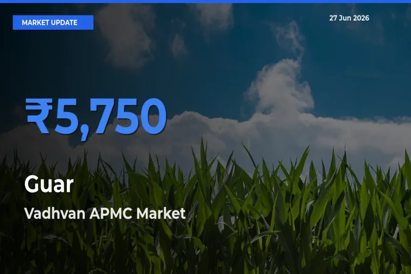 Market Watch: Vadhvan APMC Becomes Top Mandi for Guar