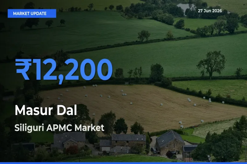 Siliguri APMC Leads as Top Mandi for Masur Dal Prices