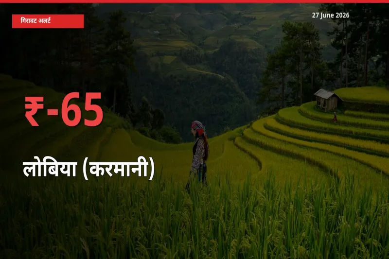 किसानों की चिंता बढ़ी! स्थानीय मंडी में लोबिया (करमानी) 64.57% गिरा
