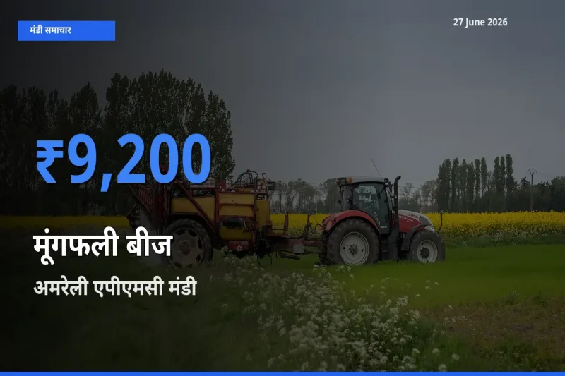 आज मूंगफली बीज के सबसे ज़्यादा दाम अमरेली एपीएमसी मंडी में दर्ज