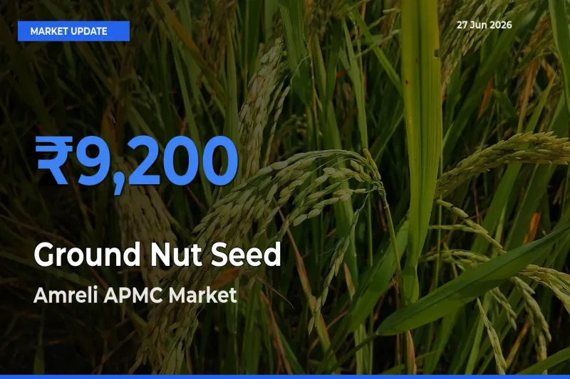 Amreli APMC Offers ₹9,200 – Highest Ground Nut Seed Rate Today