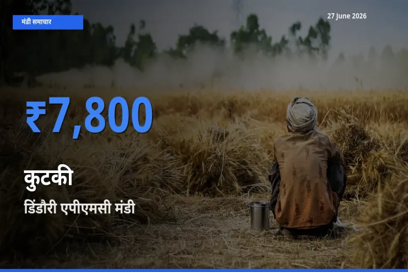 डिंडौरी एपीएमसी मंडी में आज कुटकी के सबसे ऊँचे दाम दर्ज
