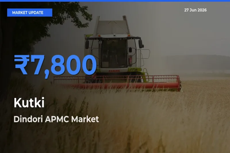 Dindori APMC Tops Kutki Rates – June 27 Market Update