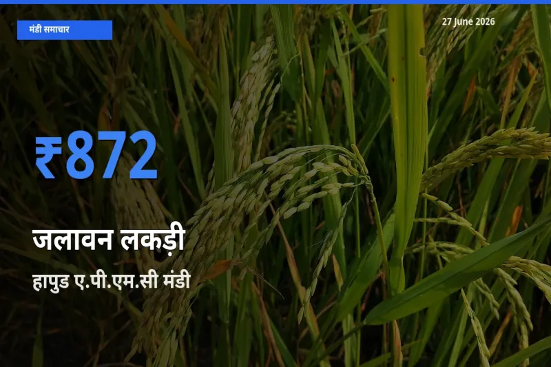आज जलावन लकड़ी के सबसे ज़्यादा दाम हापुड ए.पी.एम.सी मंडी में दर्ज