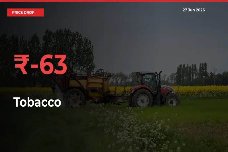 Farmers Alert as Tobacco Prices Slide 63.16% in Local Mandis