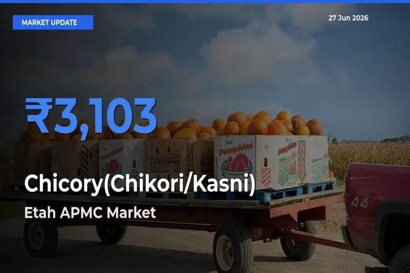 Etah APMC Emerges as Top Mandi for Chicory(Chikori/Kasni) Prices Today