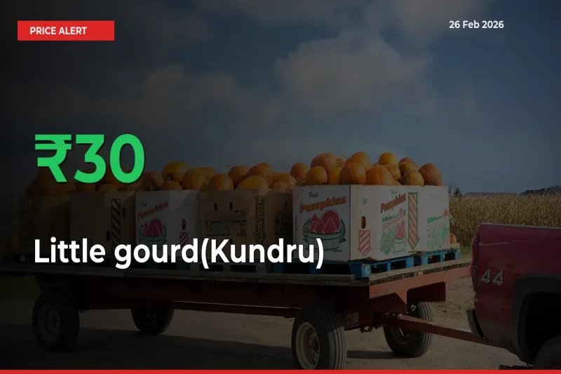 This Mandi Records 30.32% Jump in Little gourd(Kundru) Prices