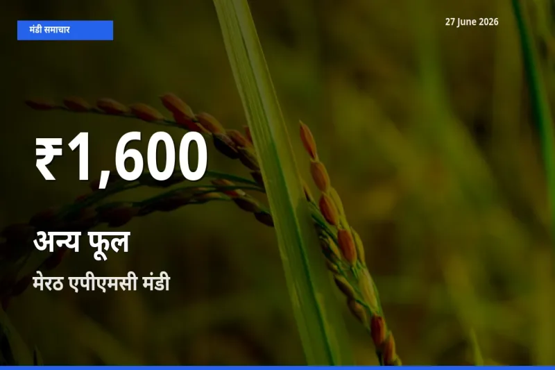मेरठ एपीएमसी में अन्य फूल ₹1,600 पर गिरा – 30 दिन का न्यूनतम भाव