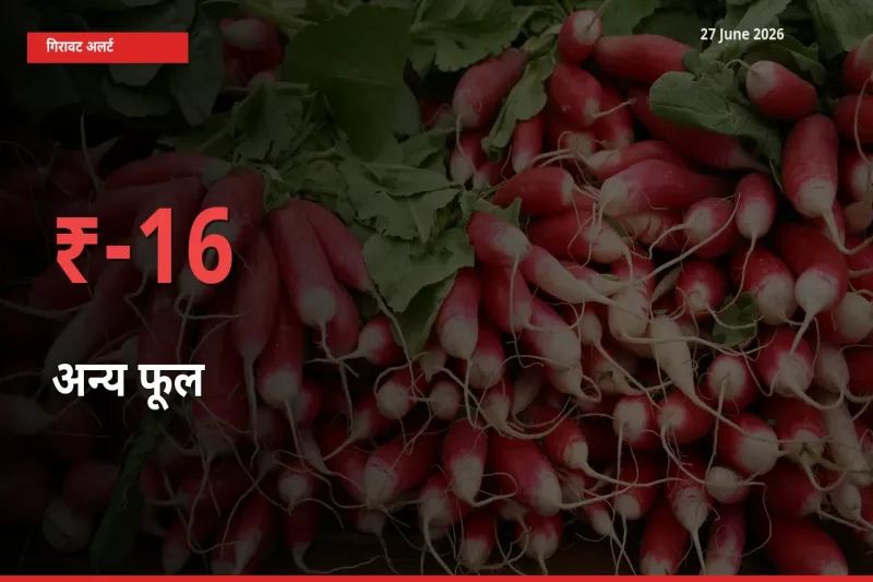 आज का मंडी भाव: अन्य फूल के दाम मंडी में 15.72% नीचे