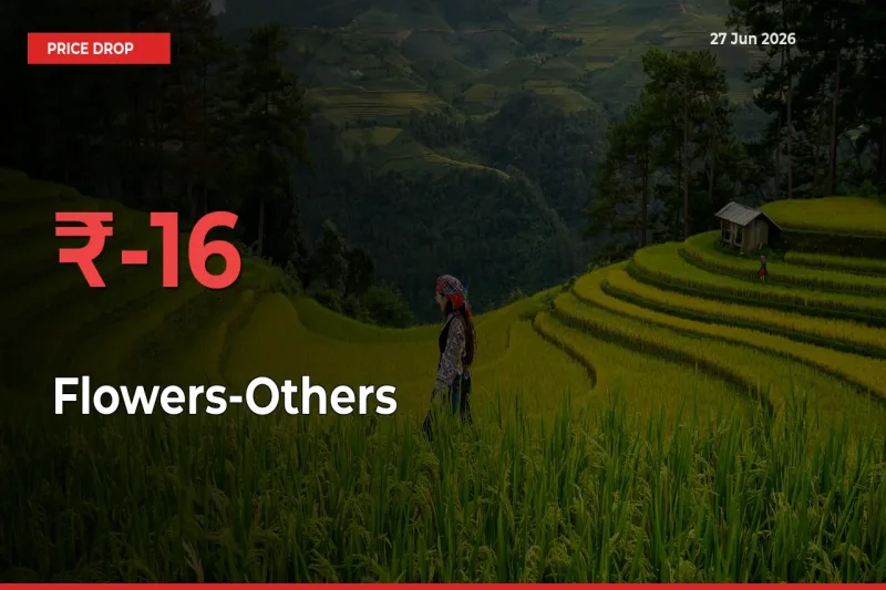 15.72% Drop in Flowers-Others Prices – Mandi Sees Sudden Fall