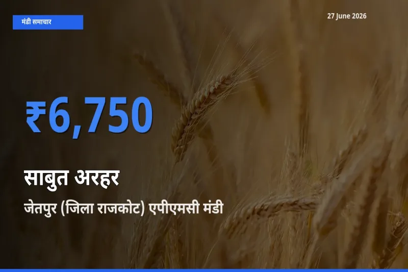 जेतपुर (जिला राजकोट) एपीएमसी मंडी में साबुत अरहर ₹6,750 पर पहुँचा – आज का सर्वोच्च भाव