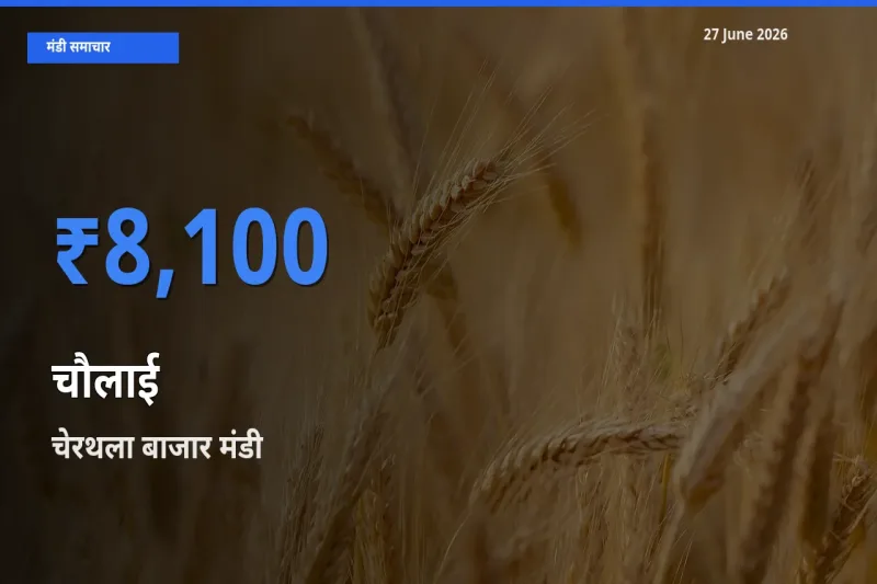 आज चौलाई के सबसे ज़्यादा दाम चेरथला बाजार मंडी में दर्ज