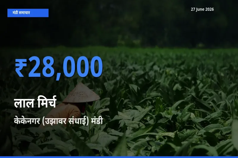 केकेनगर (उझावर संधाई) मंडी में आज लाल मिर्च के सबसे ऊँचे दाम दर्ज